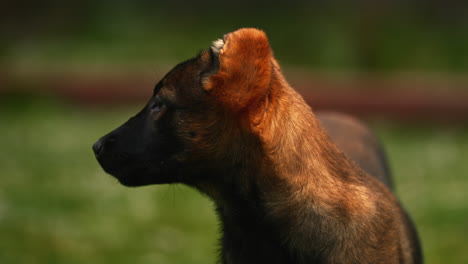 retrato de un lindo cachorro malinois belga de pura raza, mirando a su alrededor