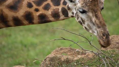 animales en el zoológico 98