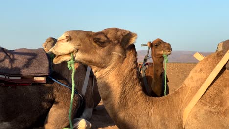 Close-up-several-camels-eating-and-munching-in-Sahara-desert-in-Africa