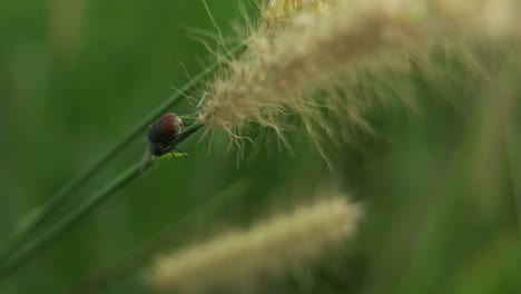 4k closeup flies on the green grass