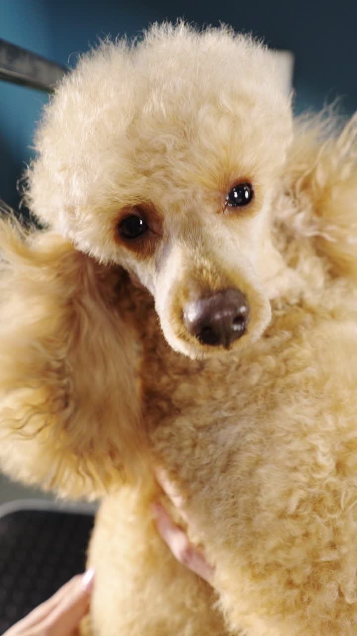 Primo piano di un adorabile barboncino accarezzato da mani umane