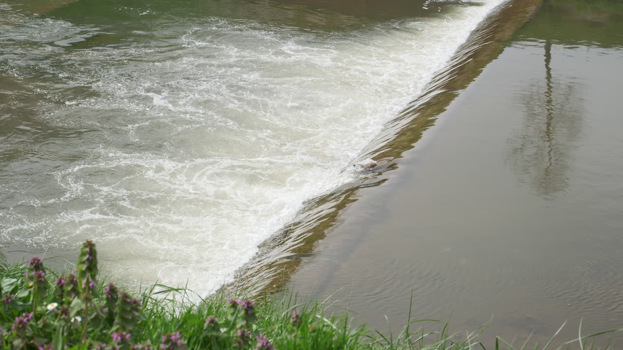 Rushing waters at a river weir, creating a white frothy texture, reflecting surrounding nature