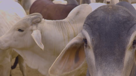 Un-Plano-Medio-De-Vacas-Brahman-En-Movimiento,-Chaco