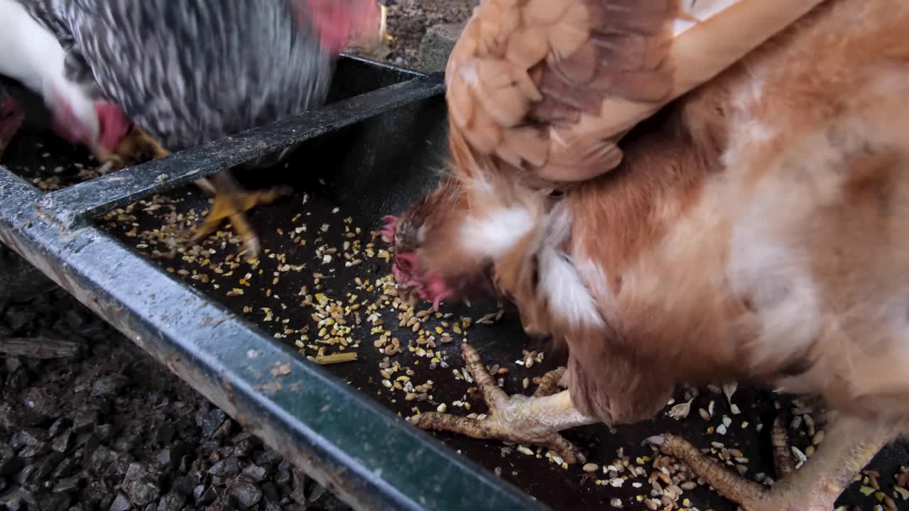 Close up of white, brown and black chickens and hens standing in their feeder eating grain on a small farm in rural countryside