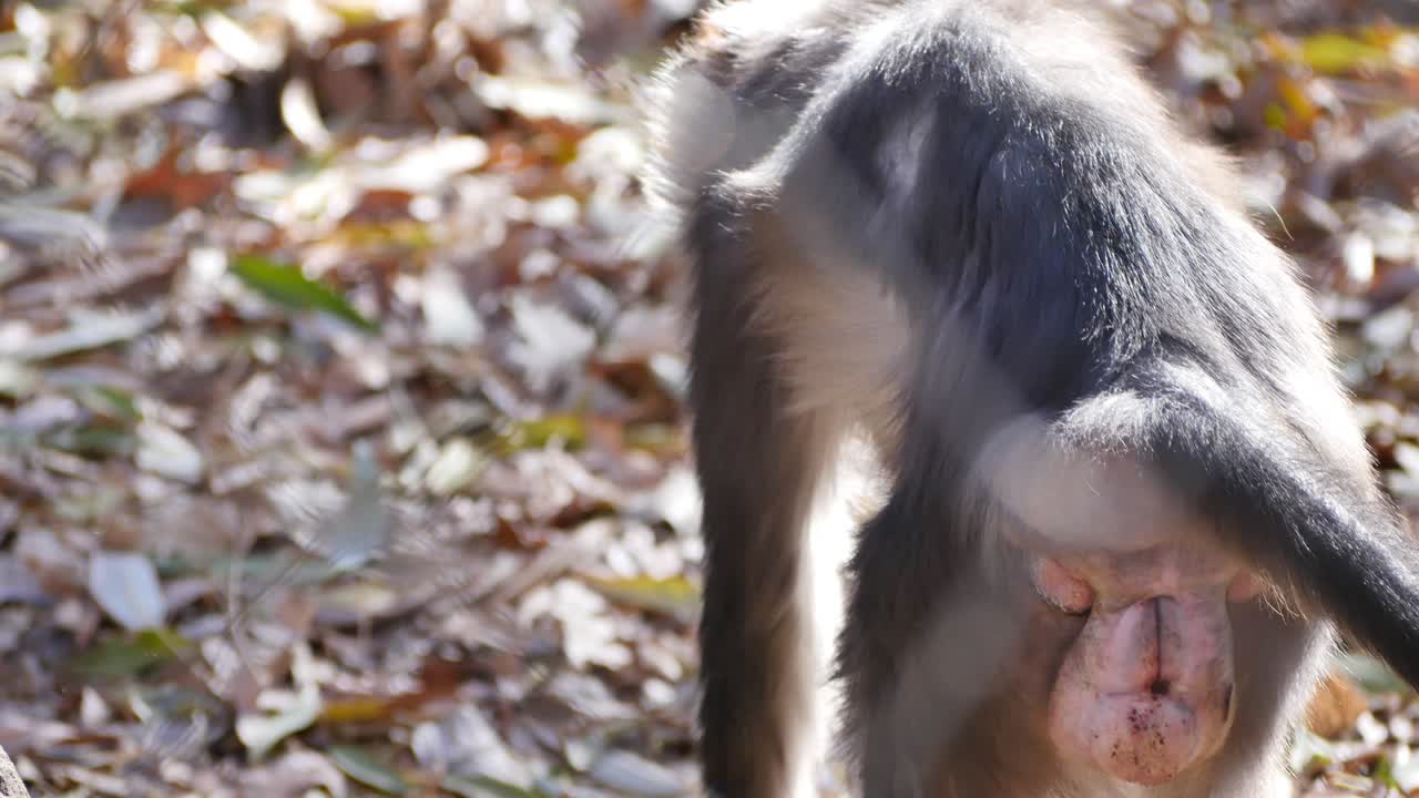 un mangabey de corona roja en cautiverio mira a su alrededor, se levanta y encuentra otro lugar para sentarse
