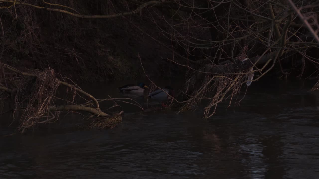 Ducks in a Forrest swimming through a River - Slowmotion