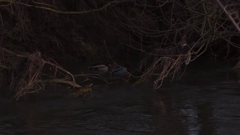 ducks in a forrest swimming through a river - slowmotion