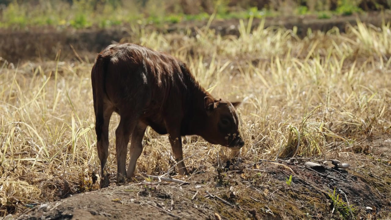 Brown calf grazes in a dry rural field in Yangshuo, China.
