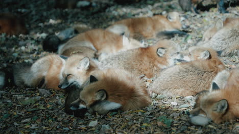 grupo de zorros descansando en el suelo bajo el sol en zao fox village en shiroishi, miyagi, japón