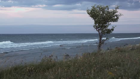 Größere-Aufnahme-Eines-Einsamen-Baumes-An-Einem-Ostseestrand-Mit-Wellen,-Die-Auf-Den-Strand-Schlagen