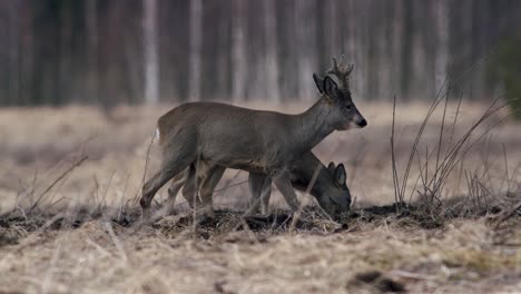 Rehe-Mit-Neuem-Dreipunktgeweih-Im-Frühling-Auf-Trockenrasenwiese