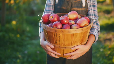 a farmer holds a basket with ripe red apples small garden and organic products concept