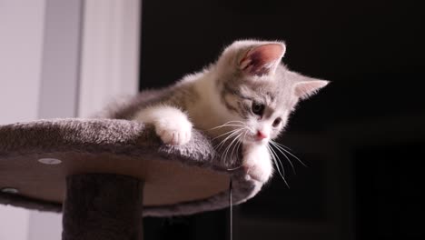 Pequeño-Gatito-De-Pelo-Corto-Americano-Plateado