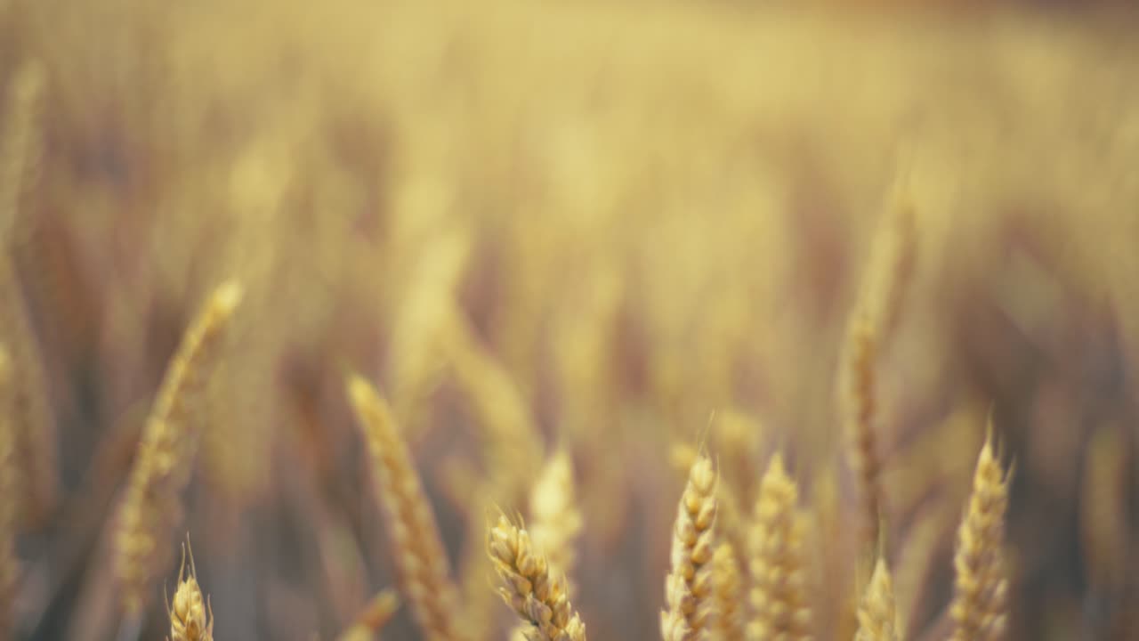 Golden wheat field in the sunshine, showcasing ripe grains ready for harvest. This close-up shot captures the beauty and abundance of nature, symbolizing growth, agriculture, and healthy living.