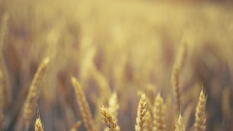 golden wheat field in the sunshine, showcasing ripe grains ready for harvest. this close-up shot captures the beauty and abundance of nature, symbolizing growth, agriculture, and healthy living.