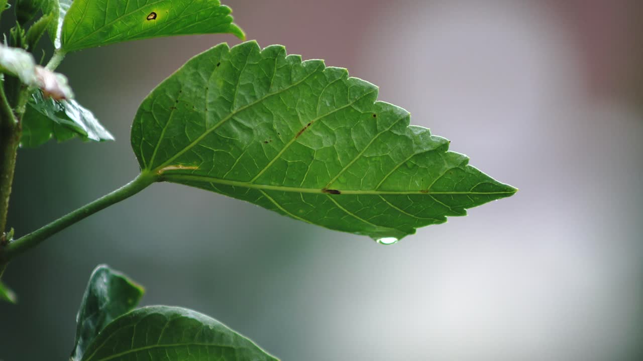 primer plano de hoja verde con gota de agua después de la lluvia, macro de enfoque selectivo