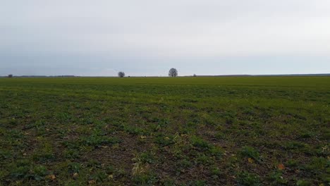 aerial view of fresh green cereal field with single trees in background in overcast spring day, farming agriculture and food production, wide low angle drone shot moving forward