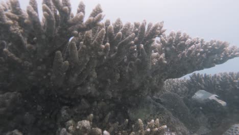 snorkeling in murky waters of con dao coral reef in vietnam