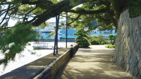 japanese pines over path on mikimoto pearl island, toba japan