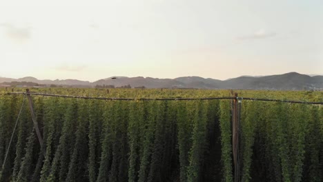 Dolly-left-shot-of-an-agricultural-drone-working-over-a-hop-field-at-sunset