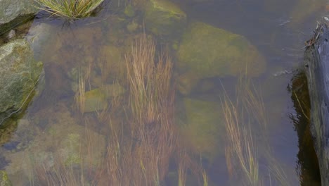 River-Bottom-With-Grass-And-Rocks.-Close-up