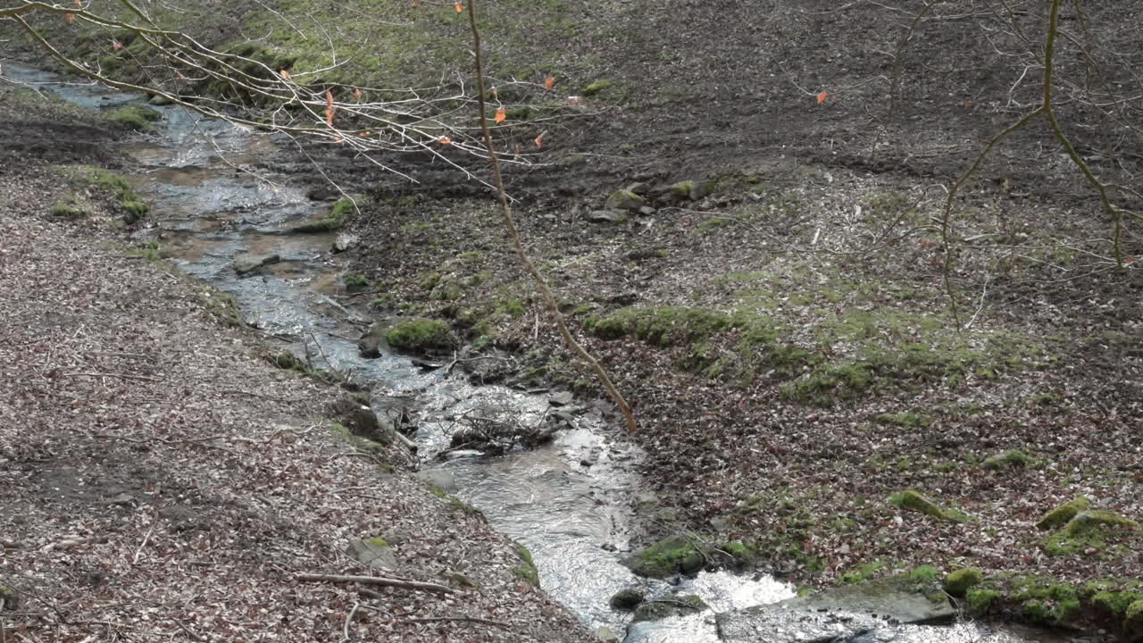 Idyllic river with flowing water stream at Brudergrund, Erbach in the middle of the woods with tree brunch in front, view from the distance
