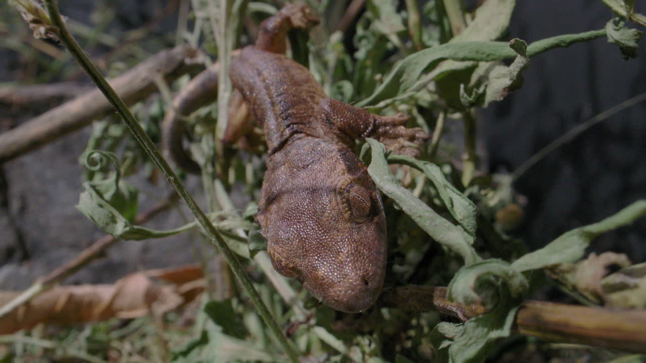 gecko crestado cerrar lamiendo los labios en el árbol