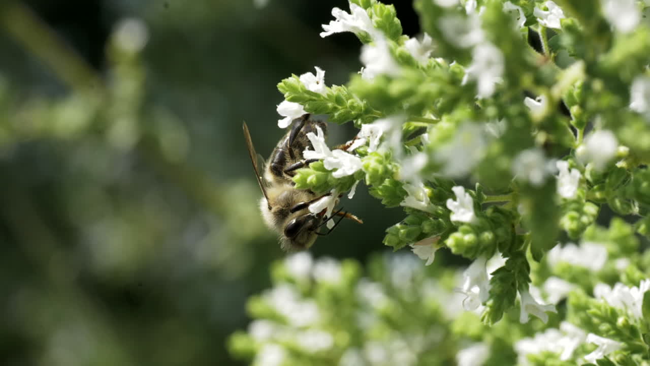 Bee on Oregano Flower
