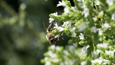 bee on oregano flower