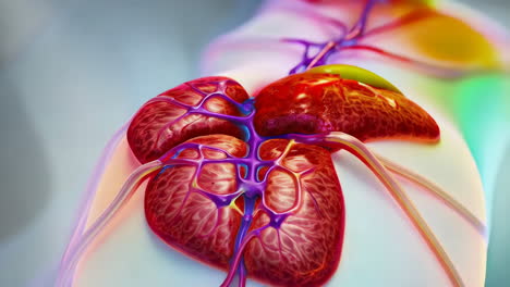 3d illustration of the liver and its blood vessels