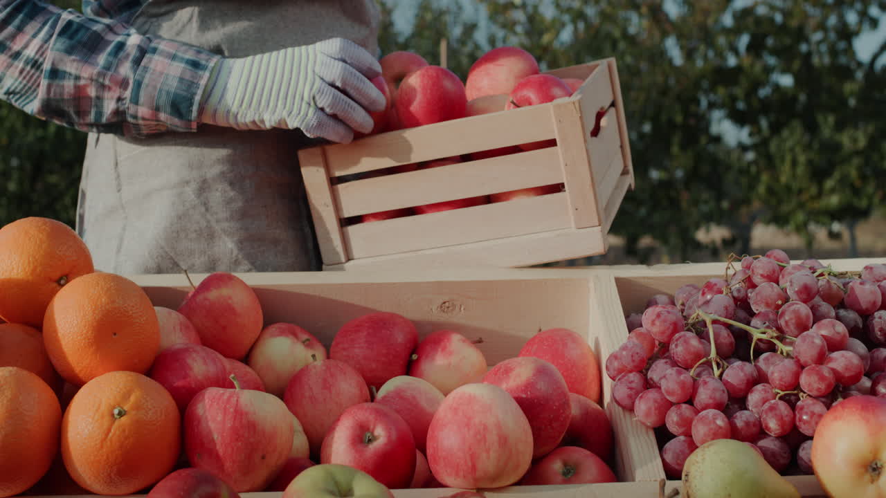 농부는 잘 익은 사과를 카운터에 놓는다