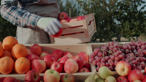 El-Granjero-Pone-Manzanas-Maduras-En-El-Mostrador