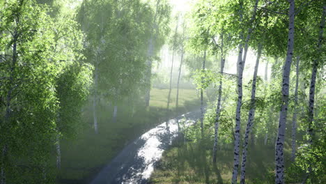 dirty-road-through-summer-forest