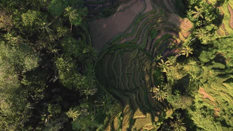 cinematic aerial view of the rice terraces in ubud, bali - indonesia