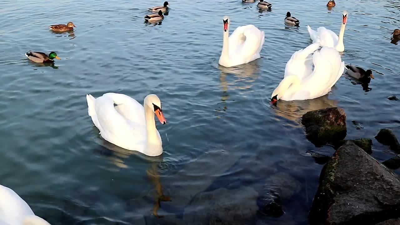 cisnes y patos nadando en un lago limpio
