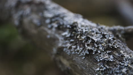 close-up slide of gray moss on dead tree branch with shallow dof