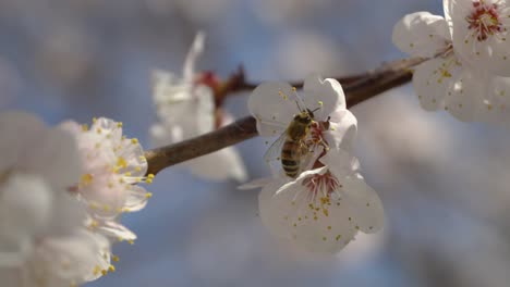 Biene-Auf-Aprikosenblütenzweig-Nahaufnahme