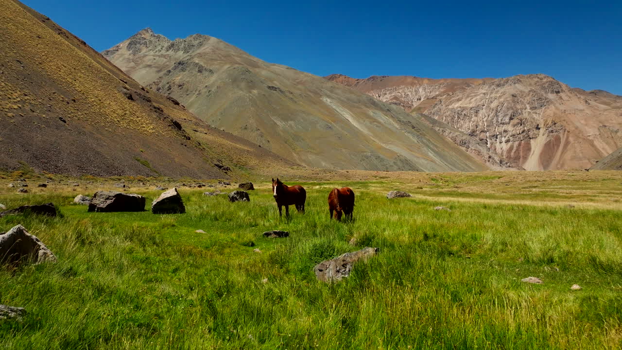 Wild horses graze in lush green meadows in Andes Mountains, Cajón del Maipo, Chile