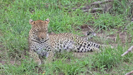 African-Leopard-Lying-On-The-Grassland-In-Sabi-Sands-Private-Game-Reserve,-South-Africa