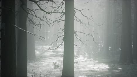 winter-snow-covered-forest-on-a-cloudy-day