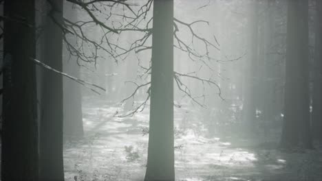 bosque cubierto de nieve en invierno en un día nublado