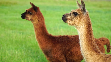 Un-Par-De-Llamas-En-El-Prado-Verde-De-Nueva-Zelanda,-Vista-De-Cerca