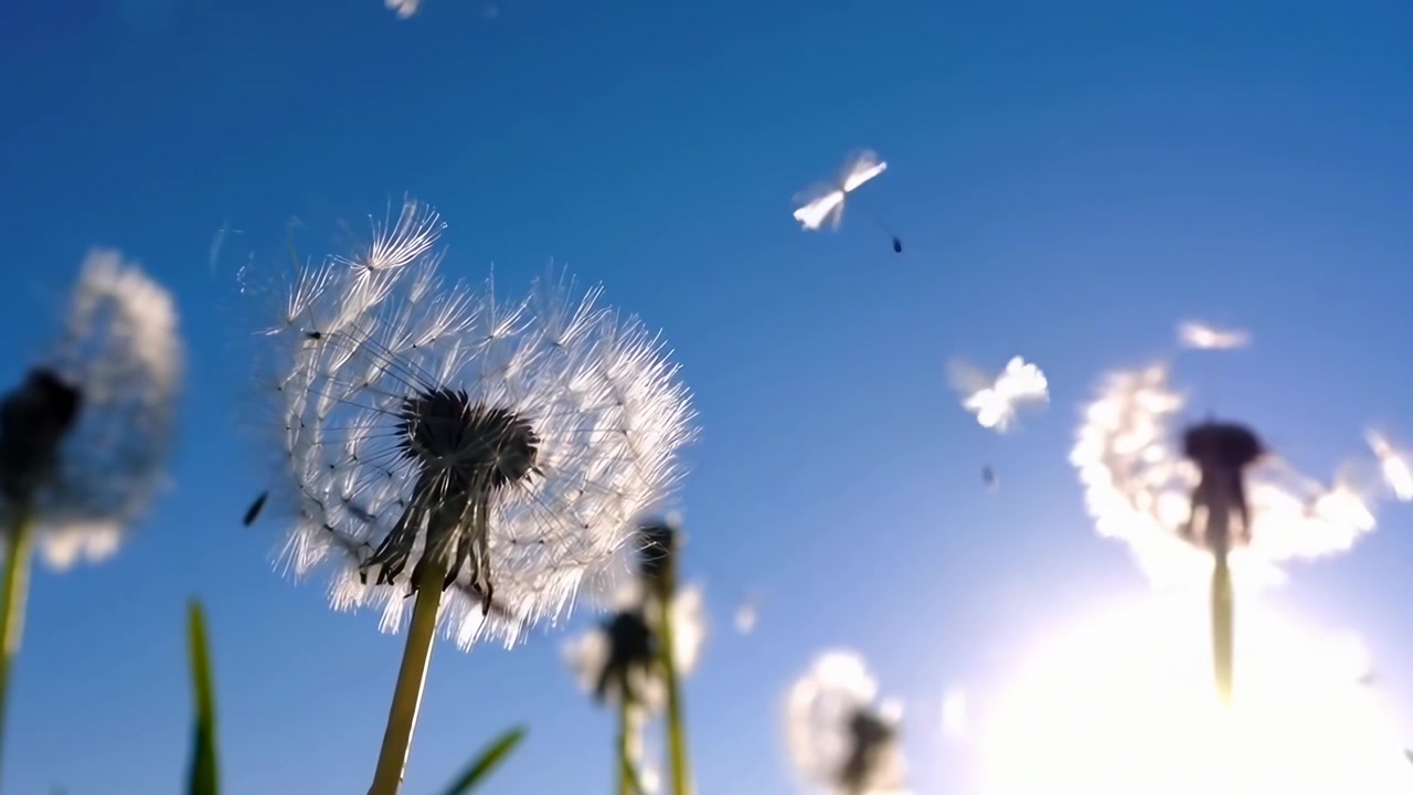 Løvetannfrø som blåser i vinden mot en lys blå himmel