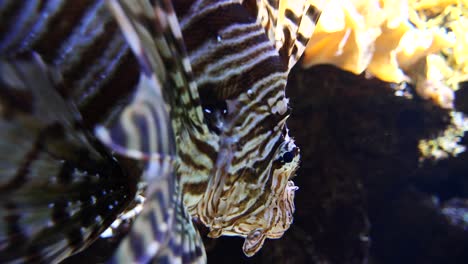 close up striped scorpion fish swimming between corals and water plants of aquarium