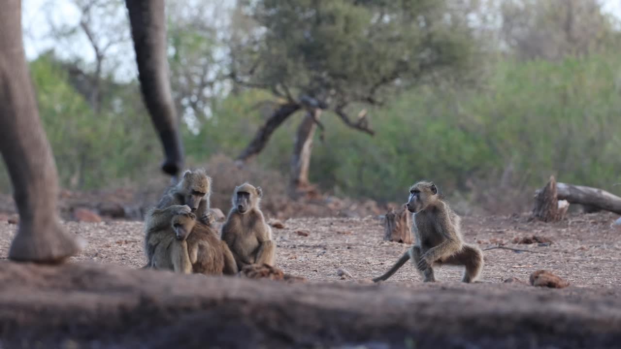 ローアングルで撮影された、チャクマヒヒがお互いを毛づくろいしている様子。前景にはアフリカゾウの足と鼻が現れ、サルたちに苛立ちながら彼らを見ている。