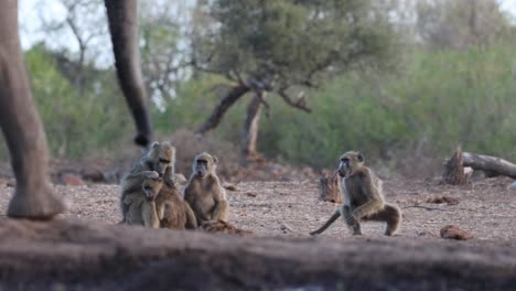 chacma baboons sitting grooming each other while an african elephant's foot and trunk appear in the foreground clearing being irritated by the monkeys and watching them. filmed from a low angle