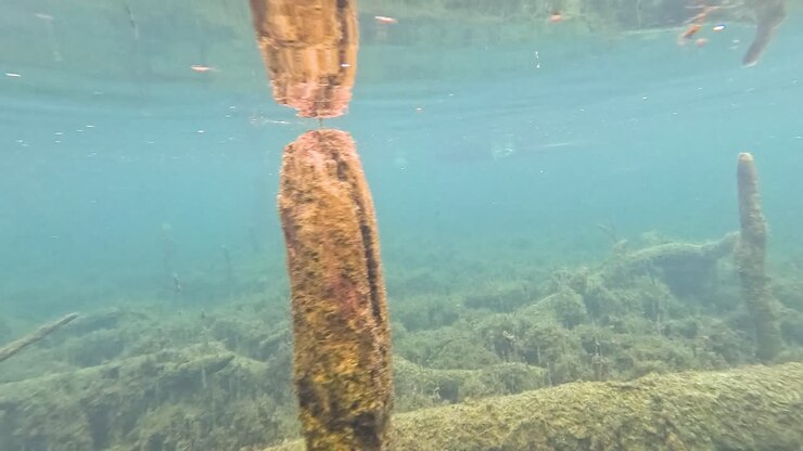 Acqua limpida, tronchi sommersi e vegetazione acquatica