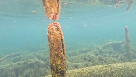 clear water, submerged logs, and aquatic vegetation