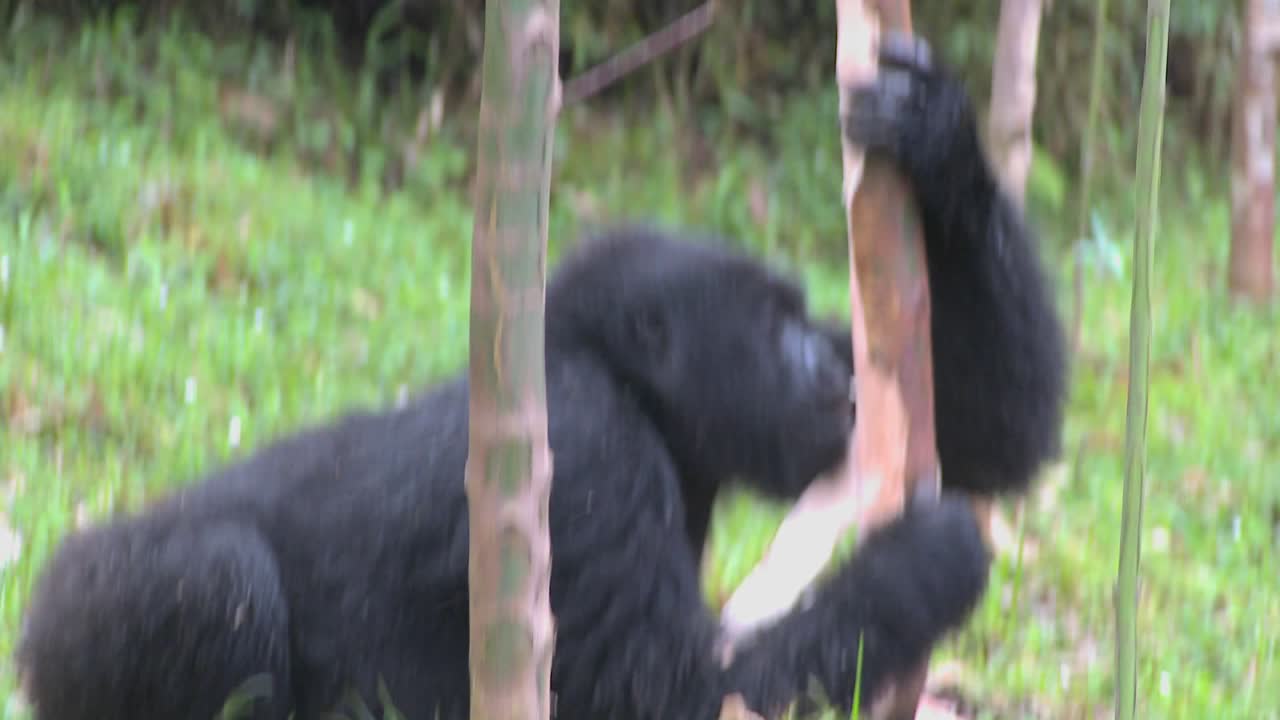 los gorilas de montaña se alimentan en un bosque de eucaliptos en ruanda 1