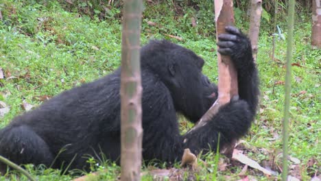 los gorilas de montaña se alimentan en un bosque de eucaliptos en ruanda 1